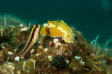 Longstriped blenny, Parablennius rouxi, sitting on Yellow Seaslug, Hypselodoris picta picta, Felimare picta