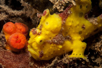 Yellow Warty frogfish (Clown frogfish) - Antennarius maculatus