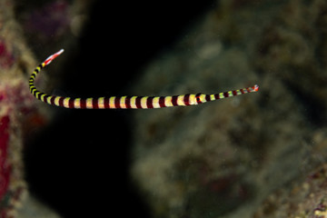 Obraz na płótnie Canvas Yellowbanded pipefish, Dunckerocampus pessuliferus, is a species of marine fish of the family Syngnathidae