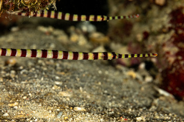 Yellowbanded pipefish, Dunckerocampus pessuliferus, is a species of marine fish of the family Syngnathidae