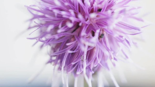 Thistle flower macro shot with insects messing about in it. Selective focus.