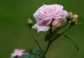 Flower composition for creating posters / banners / postcards / greetings	