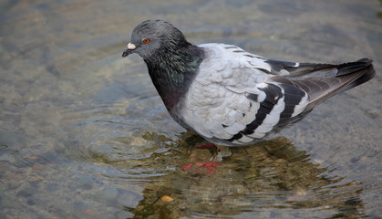 pigeon in the water