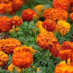 Flower composition for creating posters / banners / postcards / greetings	