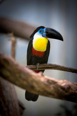 Toucan at the zoo