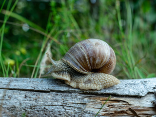 large snail on a tree trunk, autumn forest, Latvia