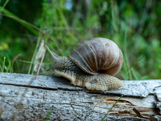 large snail on a tree trunk, autumn forest, Latvia