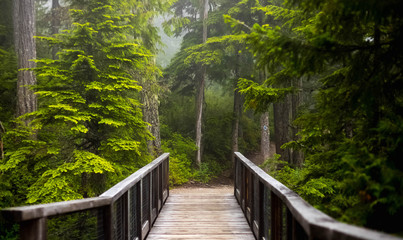 wooden bridge in forest