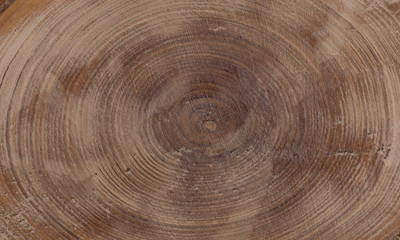 Cross section of   tree trunk showing growth rings