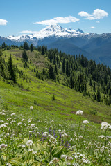 Glorious Mount Baker with foreground of lush, flowering alpine meadows