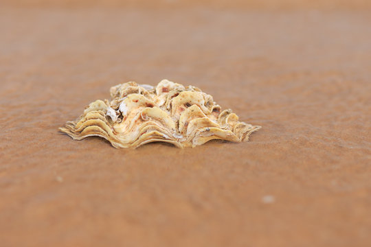 Beautiful sea shell on the sand. Tropical beach during vacation