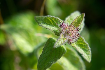 Field mint (Mentha arvensis) contains a lot of essential oils such as menthol has more than peppermint.