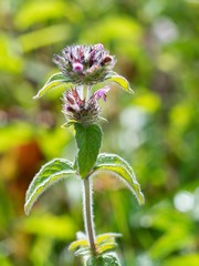 Field mint (Mentha arvensis) contains a lot of essential oils such as menthol has more than peppermint.
