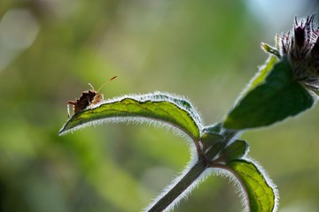 Field mint (Mentha arvensis) contains a lot of essential oils such as menthol has more than peppermint.