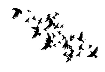 A flock of flying birds. Vector illustration