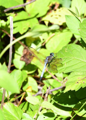 a male Blue Dasher dragonfly rests on a leaf