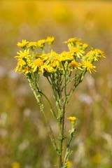 Tansy: Flower with a strong smell can ward off mosquitoes away from the table and aphids from the garden