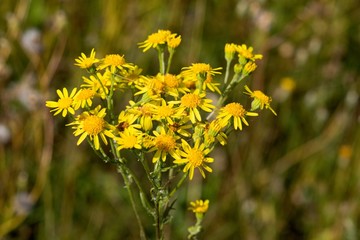 Tansy: Flower with a strong smell can ward off mosquitoes away from the table and aphids from the garden