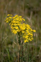 Tansy: Flower with a strong smell can ward off mosquitoes away from the table and aphids from the garden
