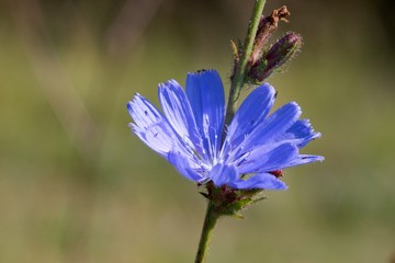 Cornflower (Centaurea cyanus) is a herbaceous plant of the family Asteraceae (Asteraceae).