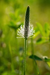 Ribwort is known for its effects in the treatment of cough, phlegm helps, heals inflammation of the bowel and constipation.