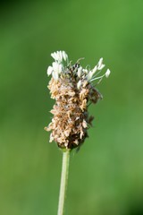 Ribwort is known for its effects in the treatment of cough, phlegm helps, heals inflammation of the bowel and constipation.