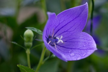 Fototapeta na wymiar The campanula (Campanula carpatica) is a richly flowering, cushion blue perennial.