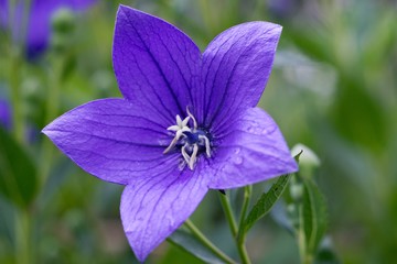 The campanula (Campanula carpatica) is a richly flowering, cushion blue perennial.