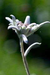 Edelweiss - protected mountain plant, rare flower.