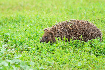 hedgehog on the grass