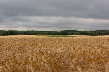 The summer landscape is a golden field with ears in the wind, a bright spot of sun on a field in the distance, a forest at the horizon and a pre storm sky.