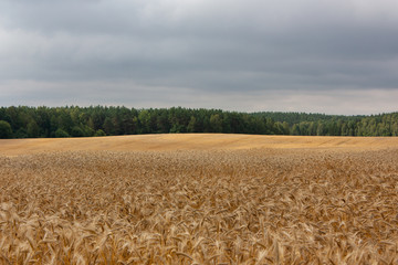 Fototapeta premium The summer landscape is a golden field with ears in the wind, a bright spot of sun on a field in the distance, a forest at the horizon and a pre storm sky.