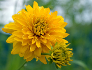 large yellow multi-leaf flower yellow in the garden