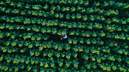 Aerial photo of young girl in white dress walking in a sunflower field.