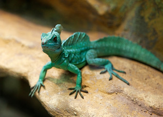 Naklejka na ściany i meble cute little green lizard from Budapest found in terrarium