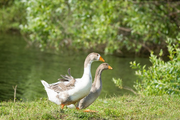 goose on grass