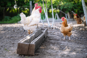 A group of chickens eating grain in the yard from the feeders