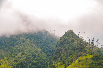 Nebel zieht über die Anden im Cocora Valley Kolumbien mit den höchsten Palmen der Welt	