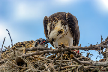 A majestic osprey (Pandion haliaetus) in the nest eating a fish and feeding its chick with fish