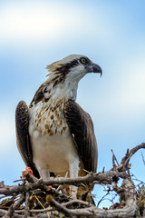 A majestic osprey (Pandion haliaetus) in the nest eating a fish