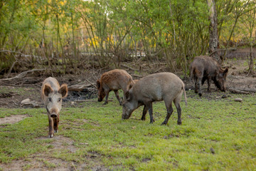 Obraz premium Family Group of Wart Hogs Grazing Eating Grass Food Together.