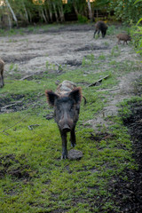 Family Group of Wart Hogs Grazing Eating Grass Food Together.