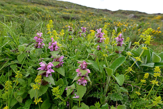 Zieste (Stachys) im Nationalpark Prespa, Griechenland 