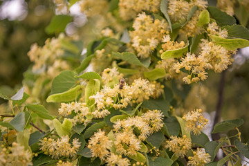 flowers blossoming tree linden wood, used for the preparation of healing tea, natural background, spring.