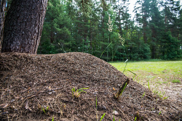 Anthill in forest landscape. Big forest anthill wilderness scene.