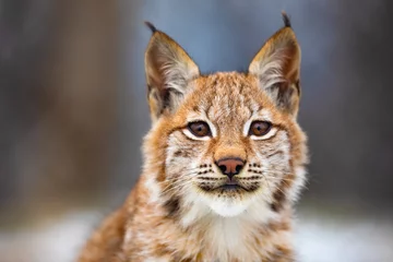 Foto op Plexiglas Close-up portret van mooie Euraziatische lynx in het bos © kjekol