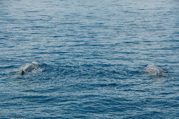 Fototapeta premium Whale watching in the Atlantic Ocean