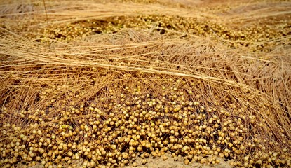 Flax drying on field, background.