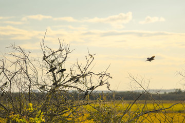 Silhouette and flock of bird resting on twigs at dusk