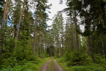 Empty road in the forest on cloudy day in Sweden